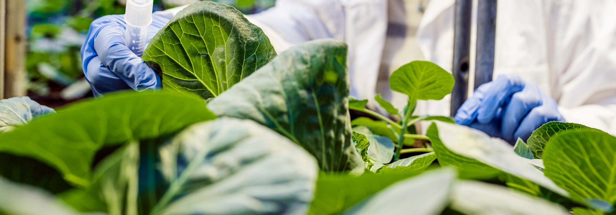 Green plants in a laboratory